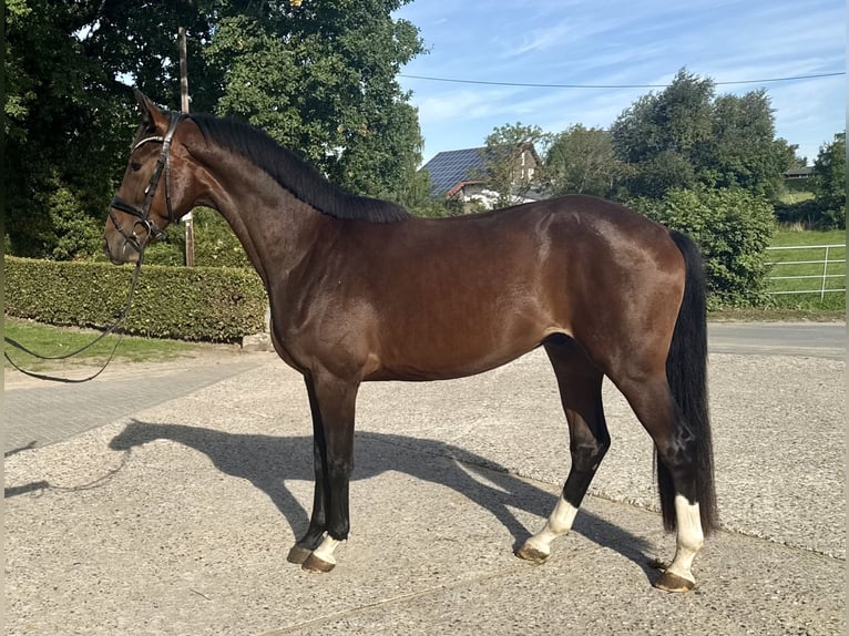 Westfaliano Castrone 2 Anni 172 cm Baio in Dortmund