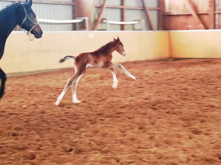Westfaliano Castrone 2 Anni 180 cm Baio in Frankenberg (Eder)
