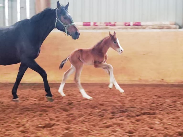 Westfaliano Castrone 2 Anni 180 cm Baio in Frankenberg (Eder)