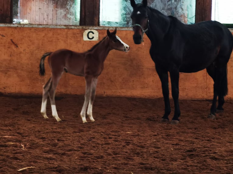 Westfaliano Castrone 2 Anni 180 cm Baio in Frankenberg (Eder)