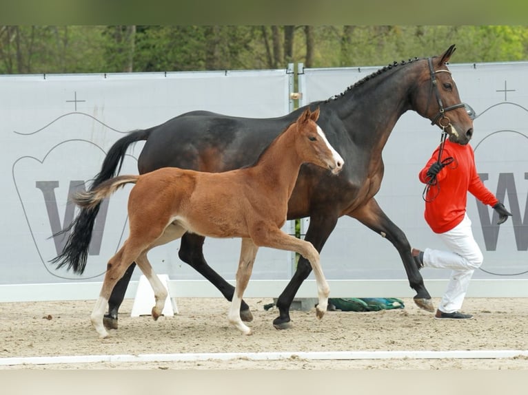 Westfaliano Castrone 2 Anni 180 cm Baio in Frankenberg (Eder)