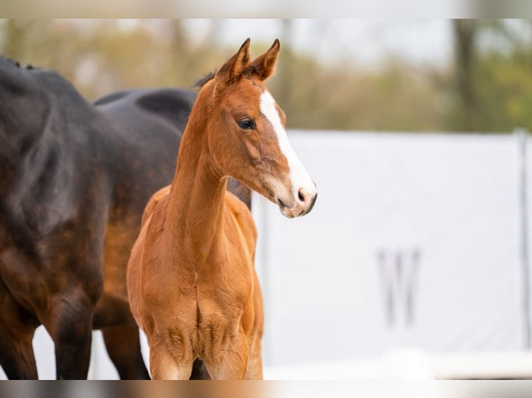Westfaliano Castrone 2 Anni 180 cm Baio in Frankenberg (Eder)