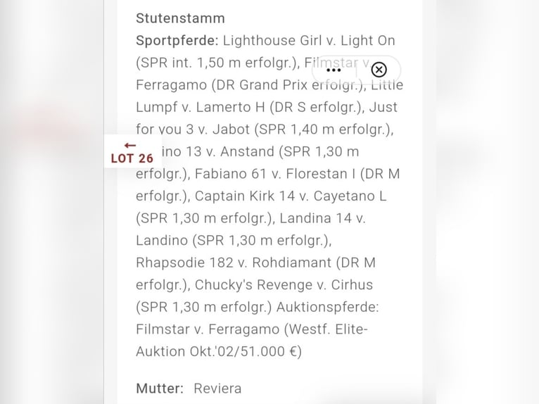 Westfaliano Castrone 2 Anni 180 cm Baio in Frankenberg (Eder)
