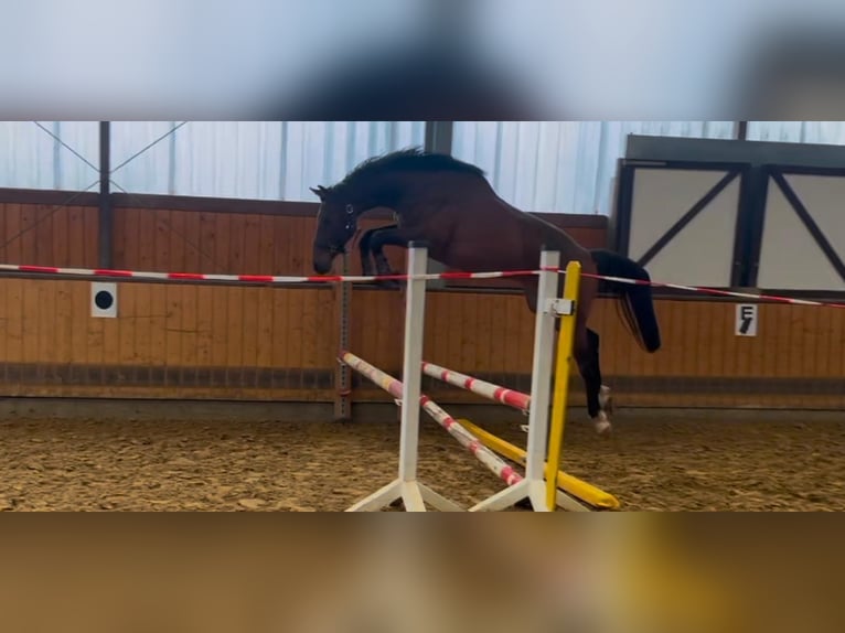 Westfaliano Castrone 2 Anni Baio in Attendorn