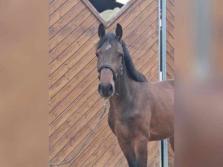 Westfaliano Castrone 2 Anni Baio in Attendorn