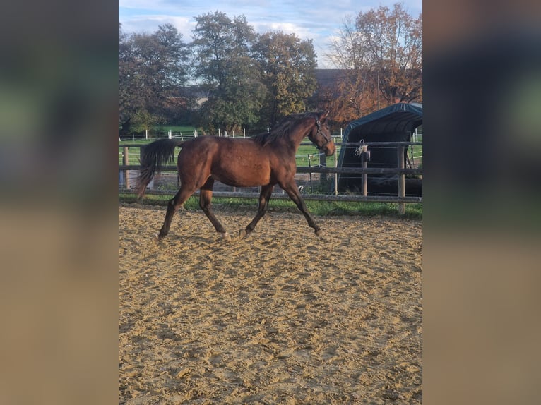 Westfaliano Castrone 2 Anni Baio scuro in Marl