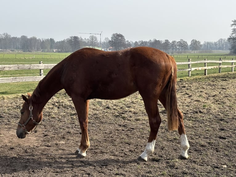 Westfaliano Castrone 2 Anni Sauro scuro in Ostercappeln