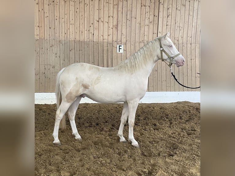 Westfaliano Castrone 3 Anni 143 cm Cremello in Verl