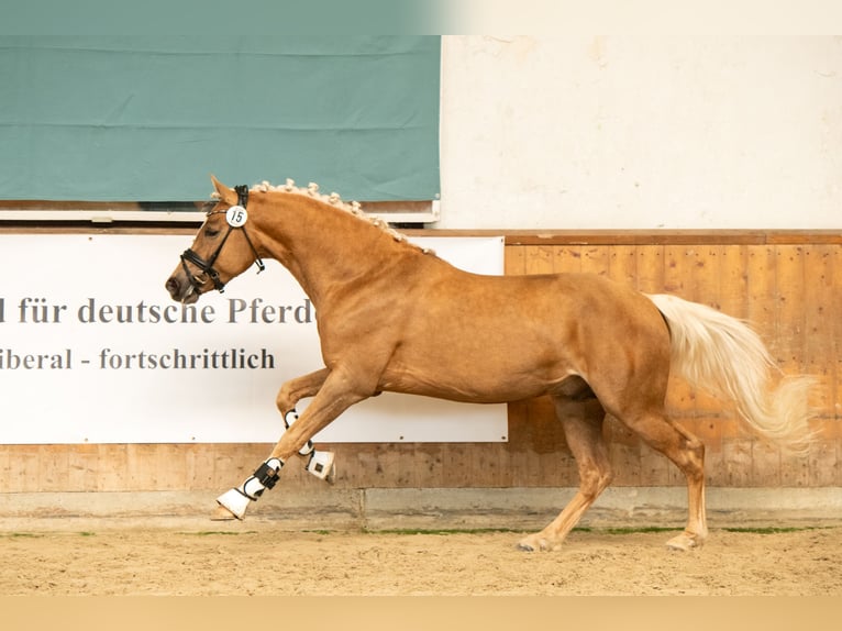 Westfaliano Castrone 3 Anni 145 cm Palomino in Ahrensburg