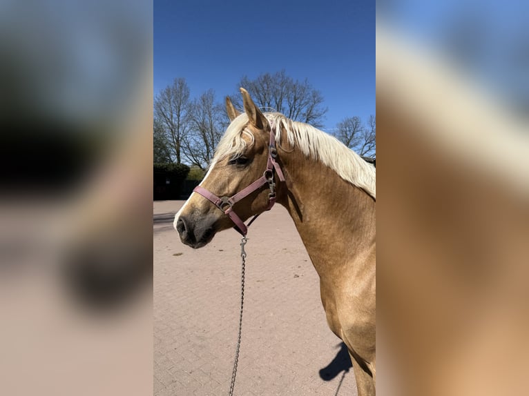Westfaliano Castrone 3 Anni 145 cm Palomino in Ahrensburg