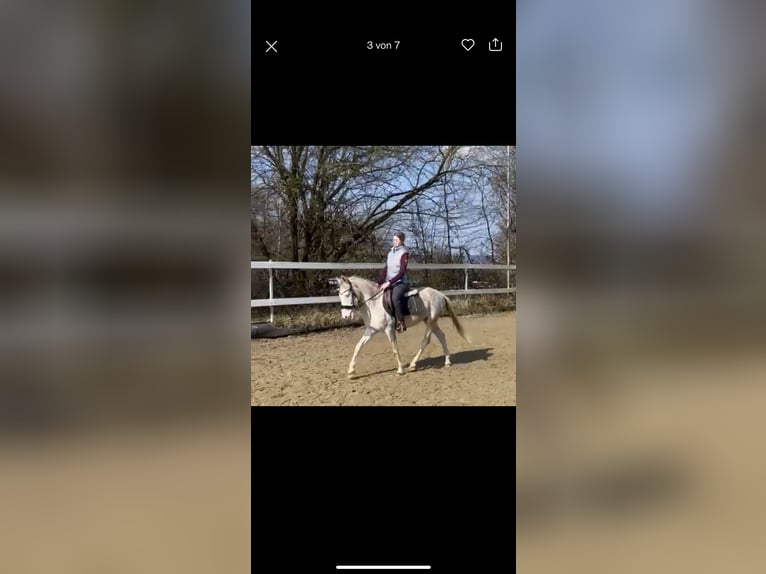 Westfaliano Mix Castrone 3 Anni 148 cm Cremello in Freiensteinau