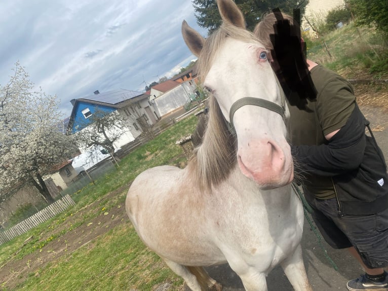 Westfaliano Mix Castrone 3 Anni 148 cm Cremello in Freiensteinau