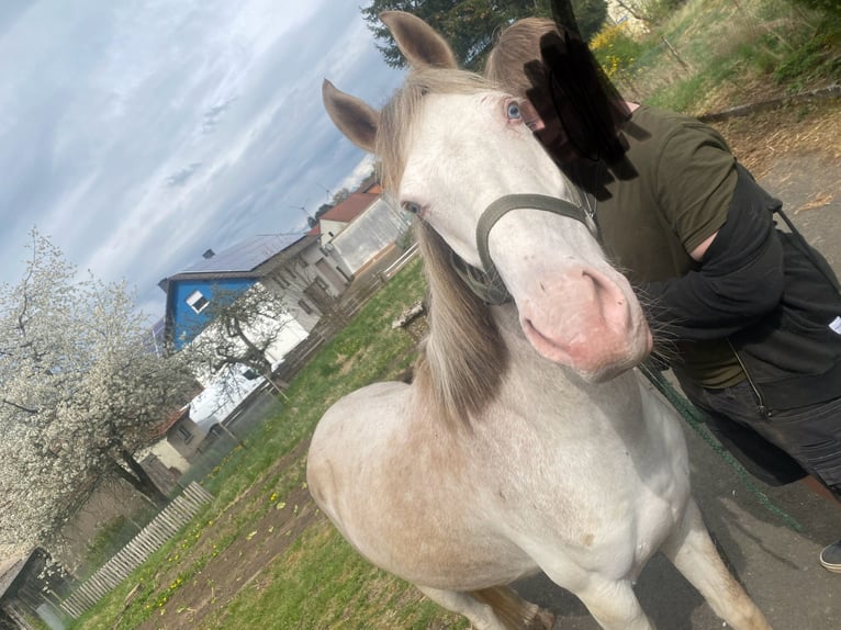 Westfaliano Mix Castrone 3 Anni 148 cm Cremello in Freiensteinau