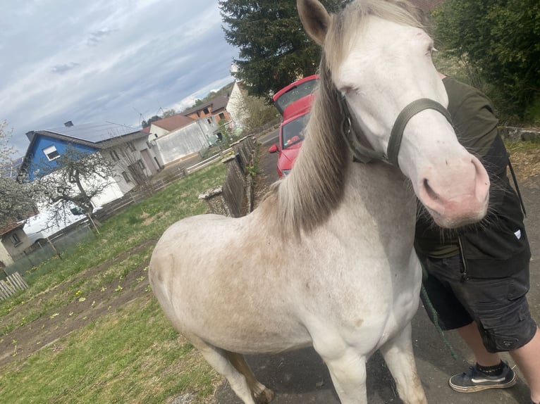 Westfaliano Mix Castrone 3 Anni 148 cm Cremello in Freiensteinau