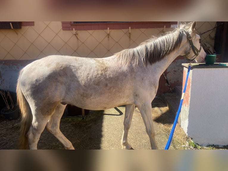 Westfaliano Mix Castrone 3 Anni 148 cm Cremello in Freiensteinau