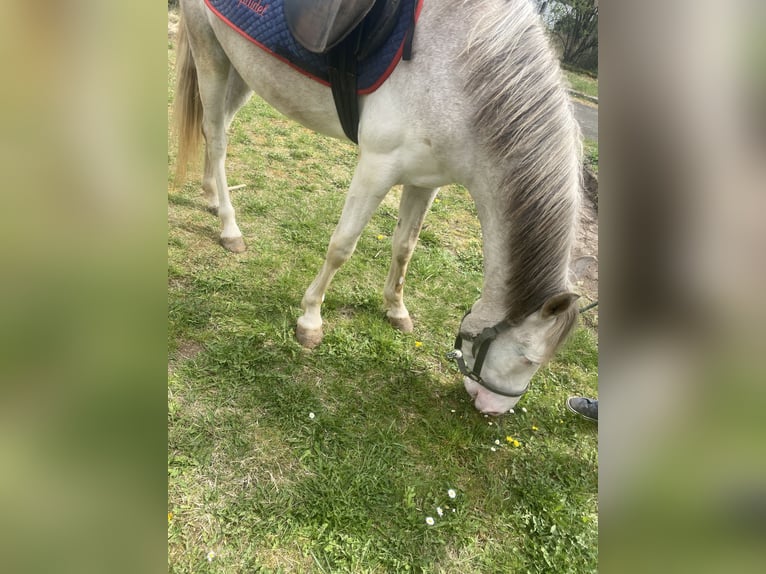 Westfaliano Mix Castrone 3 Anni 148 cm Cremello in Freiensteinau