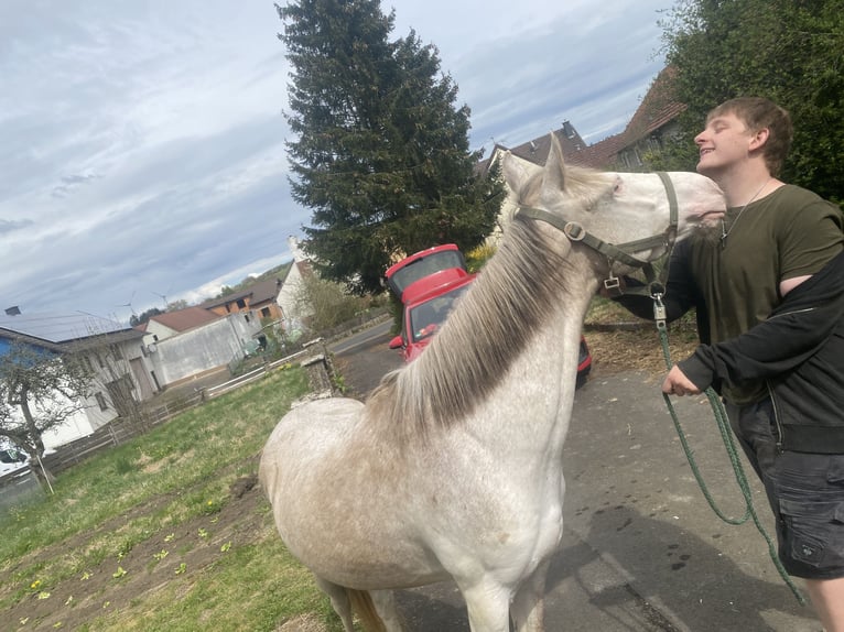 Westfaliano Mix Castrone 3 Anni 148 cm Cremello in Freiensteinau