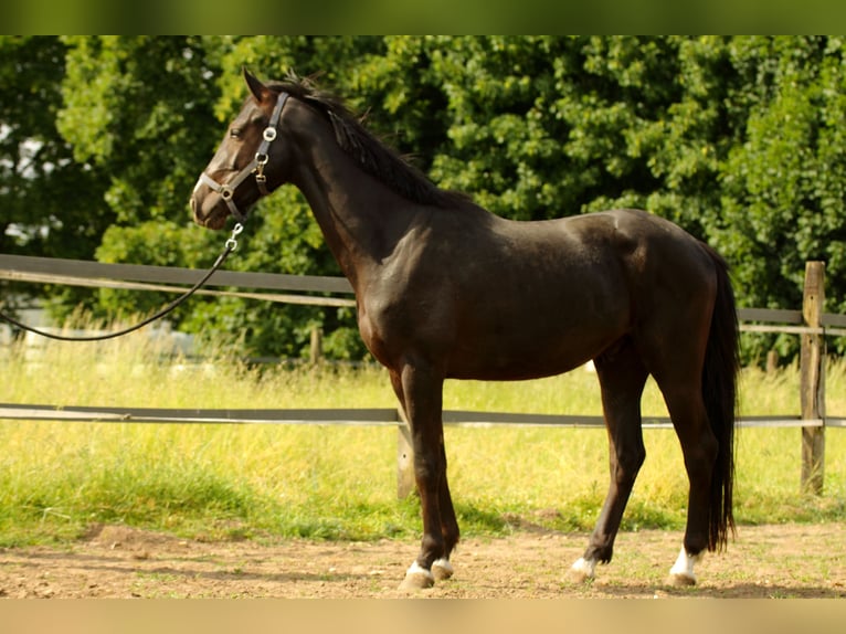 Westfaliano Castrone 3 Anni 156 cm Morello in Alpen