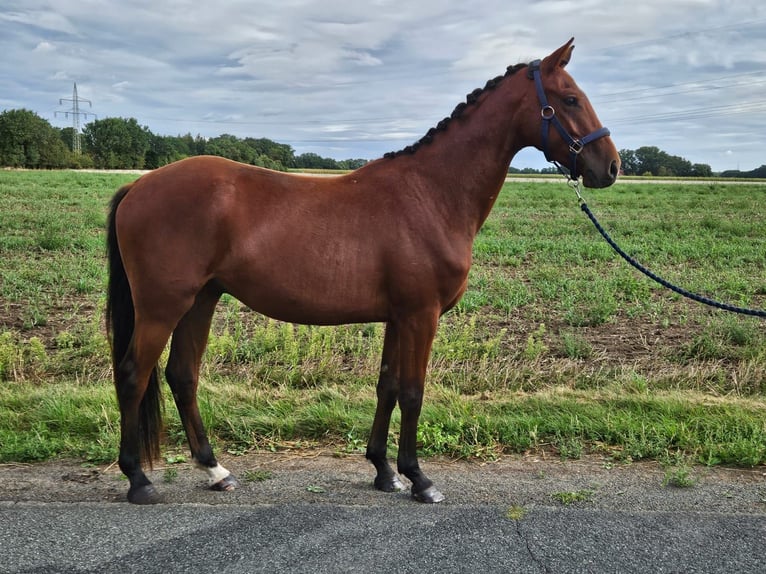 Westfaliano Castrone 3 Anni 158 cm Baio in Raddestorf