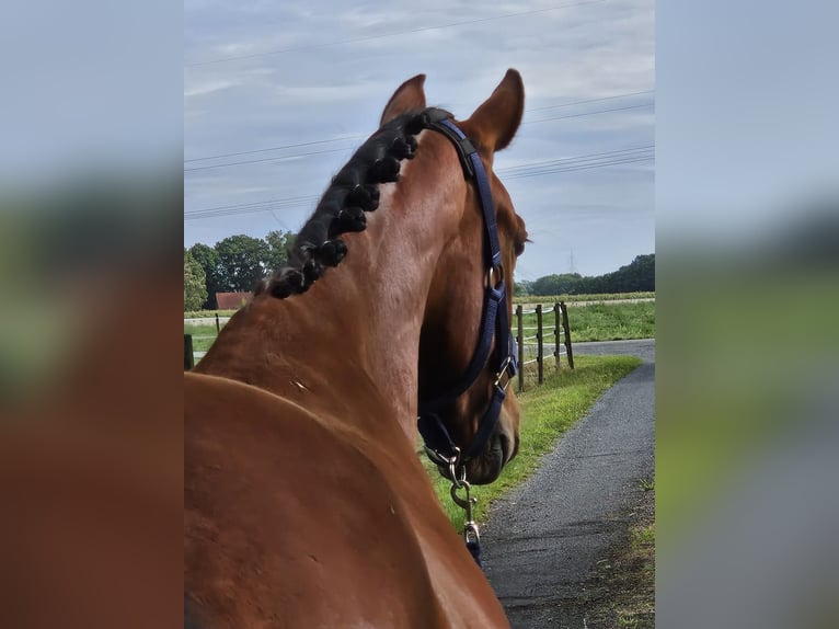 Westfaliano Castrone 3 Anni 158 cm Baio in Raddestorf