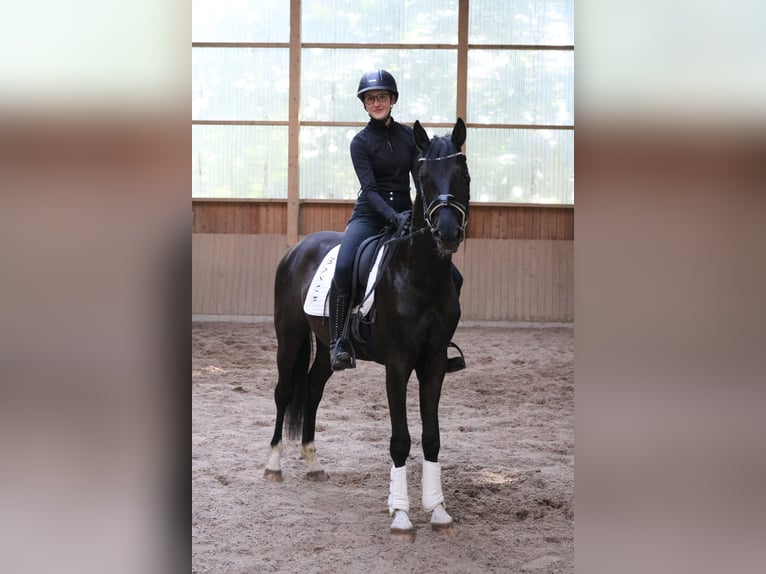 Westfaliano Castrone 3 Anni 161 cm Morello in Fürstenau