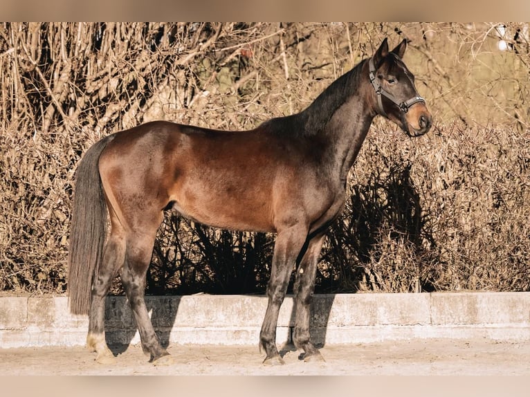 Westfaliano Castrone 3 Anni 162 cm Baio scuro in Dortmund