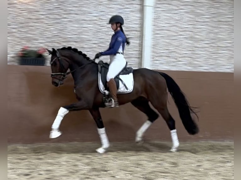 Westfaliano Castrone 3 Anni 163 cm Baio scuro in Wehringen