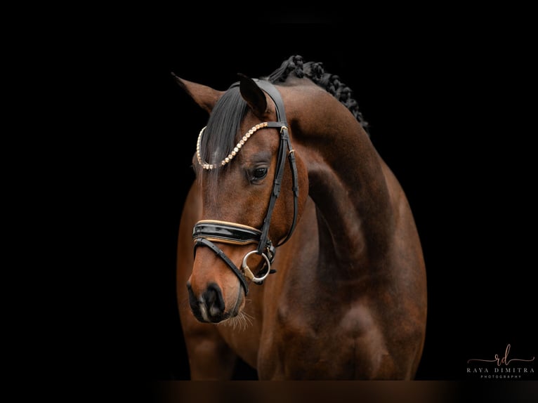 Westfaliano Castrone 3 Anni 163 cm Baio scuro in Wehringen