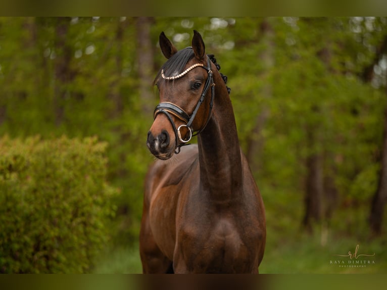 Westfaliano Castrone 3 Anni 163 cm Baio scuro in Wehringen