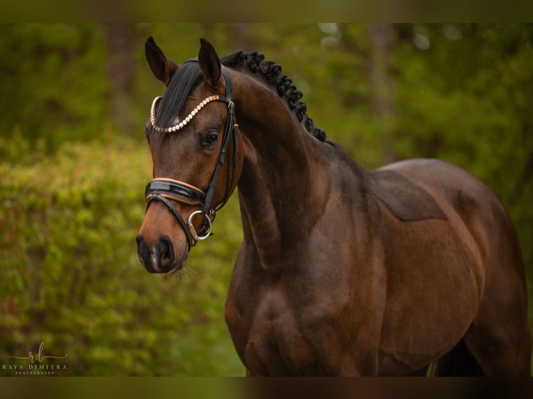 Westfaliano Castrone 3 Anni 163 cm Baio scuro in Wehringen