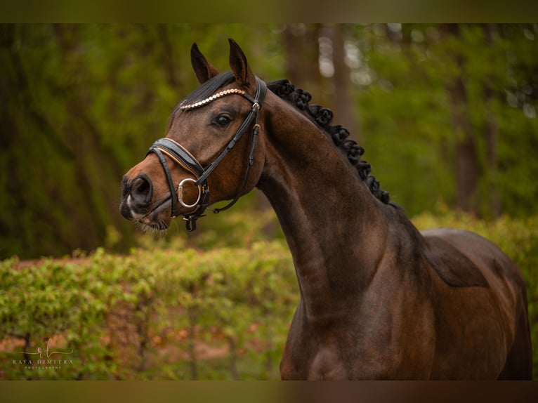 Westfaliano Castrone 3 Anni 163 cm Baio scuro in Wehringen