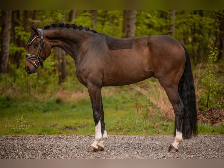 Westfaliano Castrone 3 Anni 163 cm Baio scuro in Wehringen