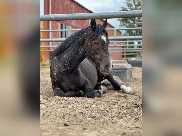 Westfaliano Castrone 3 Anni 164 cm Può diventare grigio in Horstmar