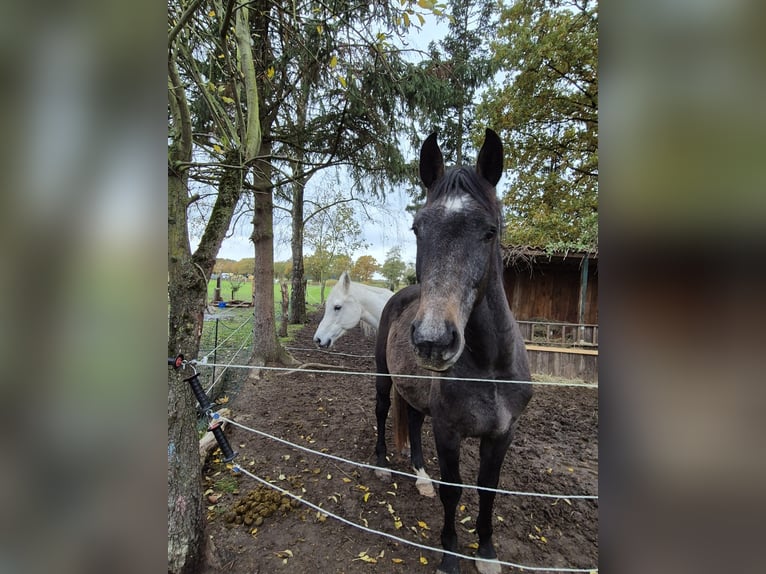 Westfaliano Castrone 3 Anni 164 cm Può diventare grigio in Neustadt am Rübenberge