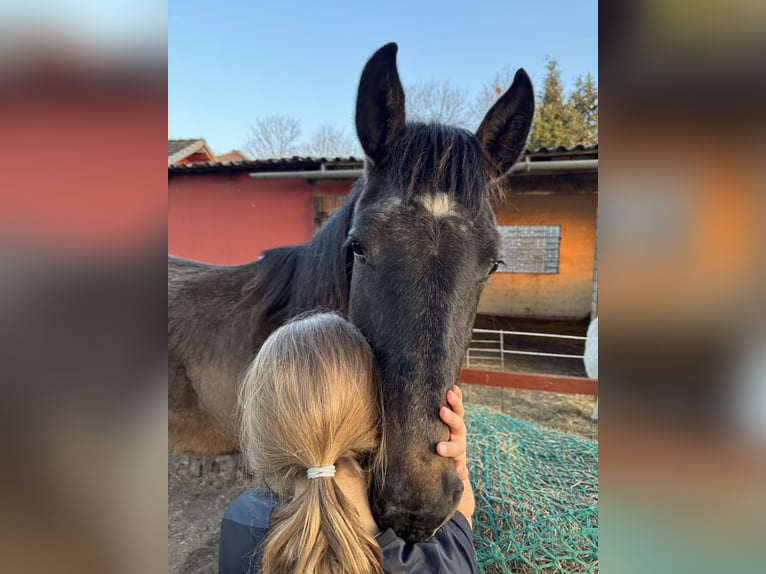 Westfaliano Castrone 3 Anni 164 cm Può diventare grigio in Neustadt am Rübenberge
