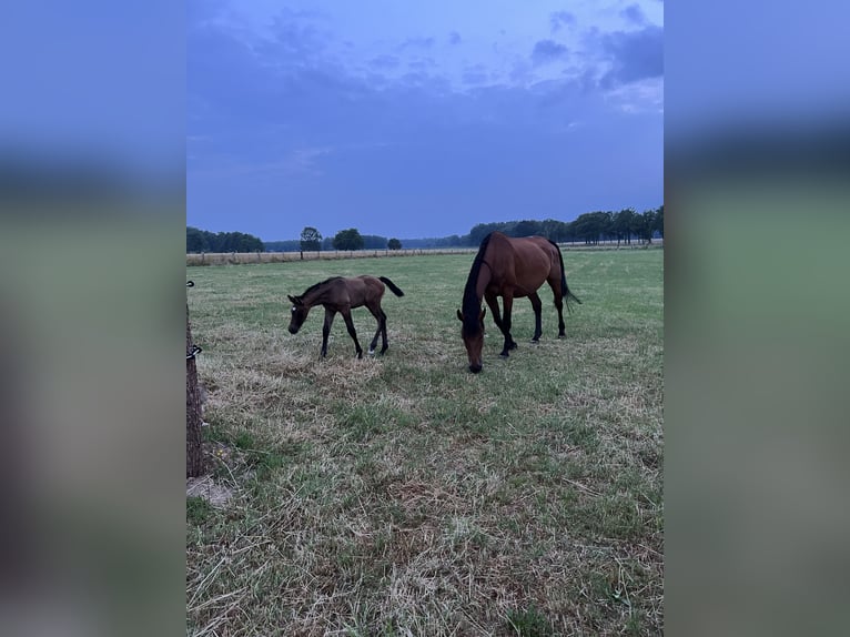 Westfaliano Castrone 3 Anni 164 cm Può diventare grigio in Neustadt am Rübenberge