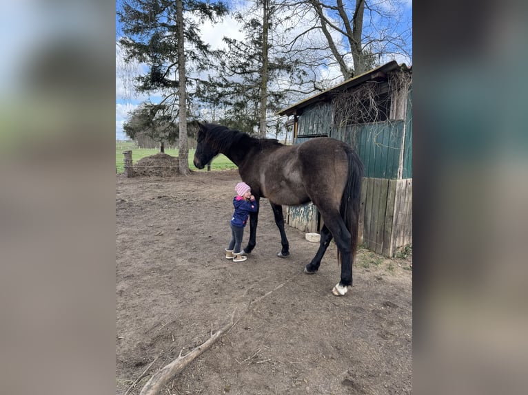 Westfaliano Castrone 3 Anni 164 cm Può diventare grigio in Neustadt am Rübenberge