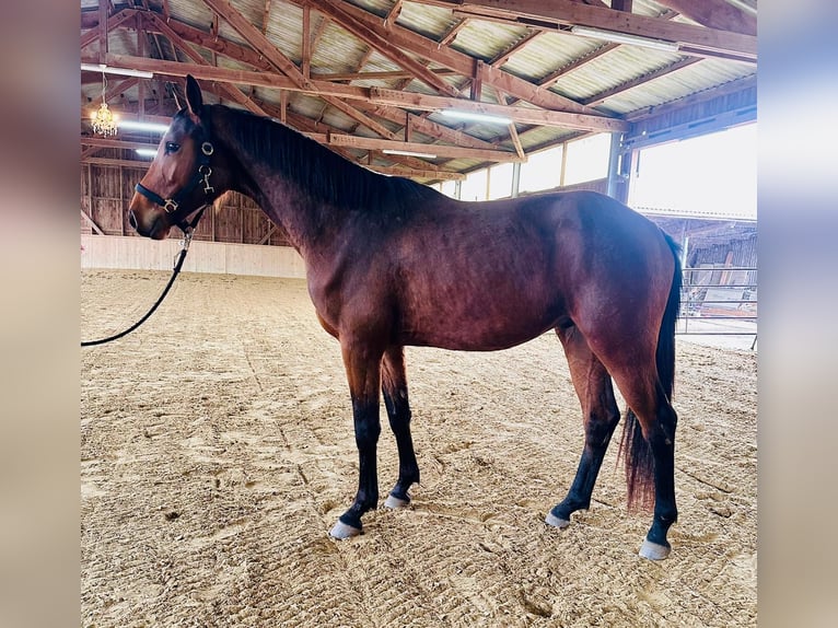 Westfaliano Castrone 3 Anni 165 cm Baio in Dornburg