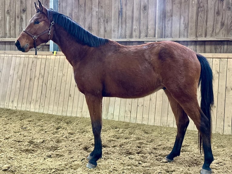 Westfaliano Castrone 3 Anni 165 cm Baio in Dornburg