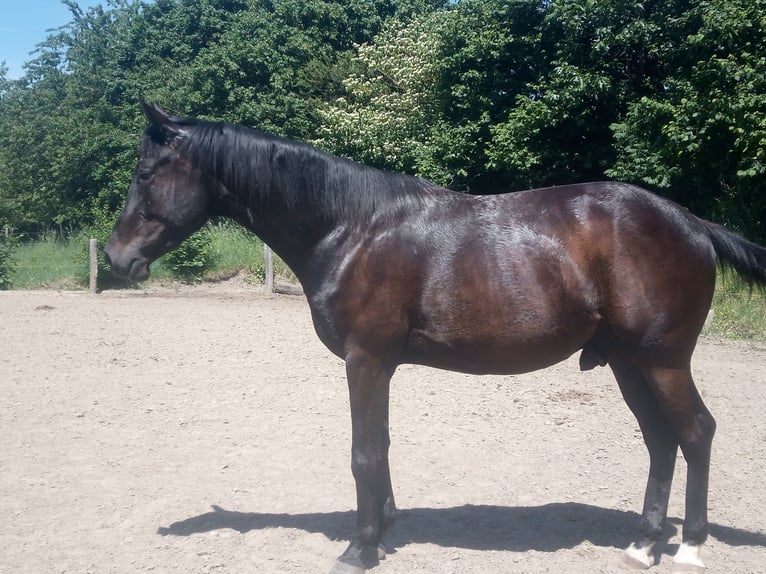 Westfaliano Castrone 3 Anni 165 cm Baio nero in Betzdorf
