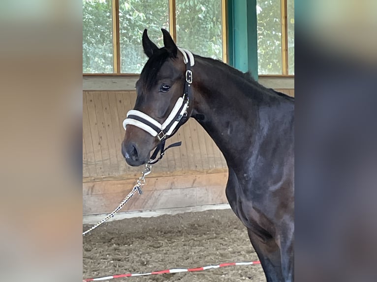 Westfaliano Castrone 3 Anni 165 cm Baio scuro in Ibbenbüren