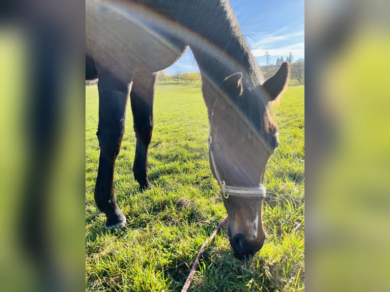 Westfaliano Castrone 3 Anni 165 cm Baio scuro in Bad Berleburg