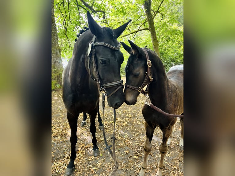 Westfaliano Castrone 3 Anni 165 cm Baio scuro in Bad Berleburg