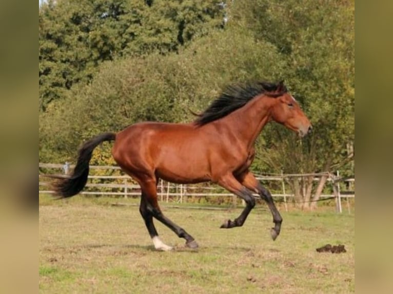 Westfaliano Castrone 3 Anni 165 cm Baio in Hamm