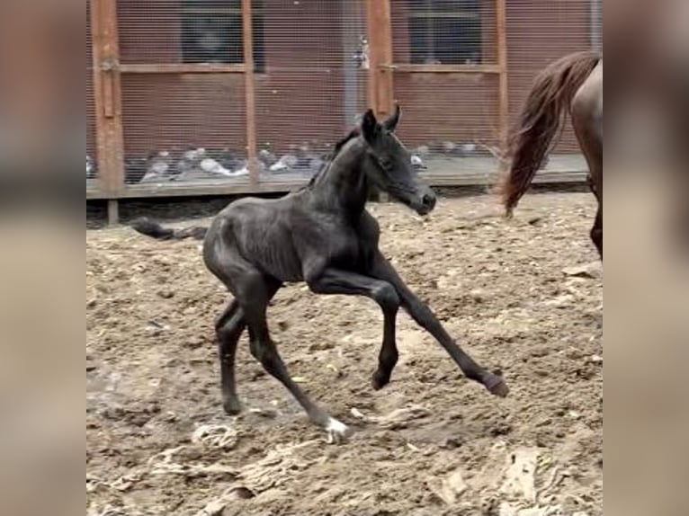 Westfaliano Castrone 3 Anni 165 cm Morello in Lingen
