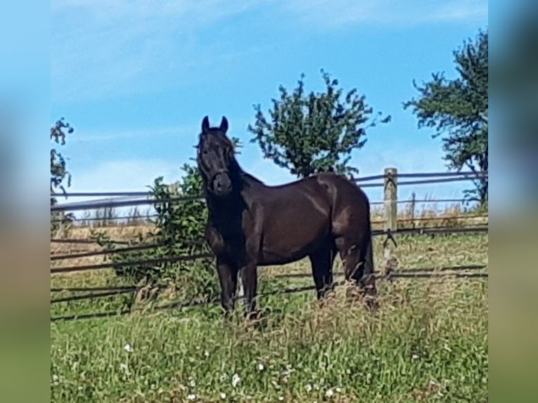 Westfaliano Castrone 3 Anni 165 cm Morello in Sundern