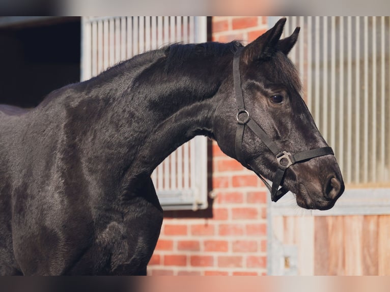 Westfaliano Castrone 3 Anni 165 cm Morello in Sankt Augustin