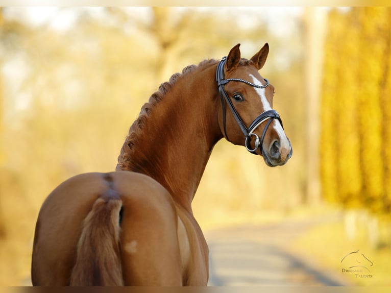 Westfaliano Castrone 3 Anni 165 cm Sauro in Steinfurt