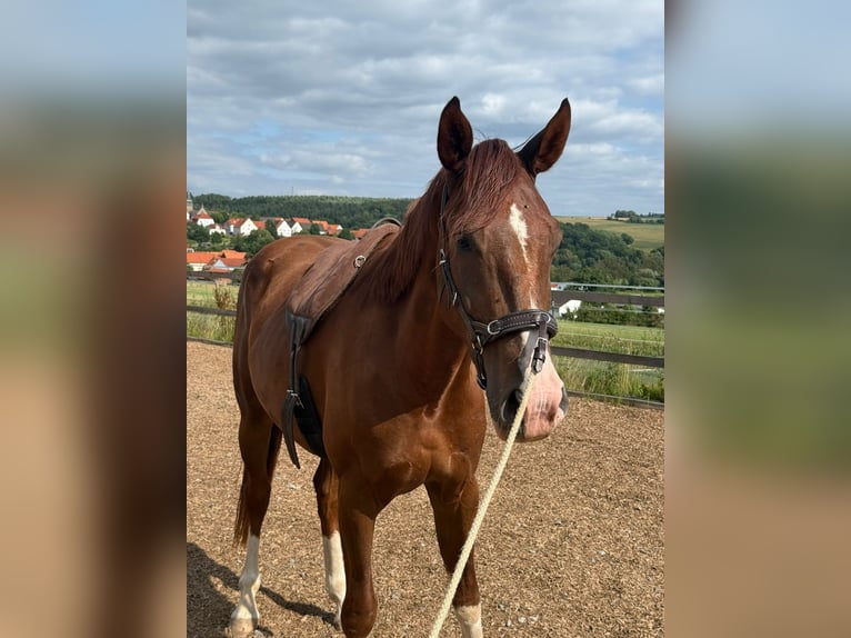 Westfaliano Castrone 3 Anni 165 cm Sauro in Trendelburg