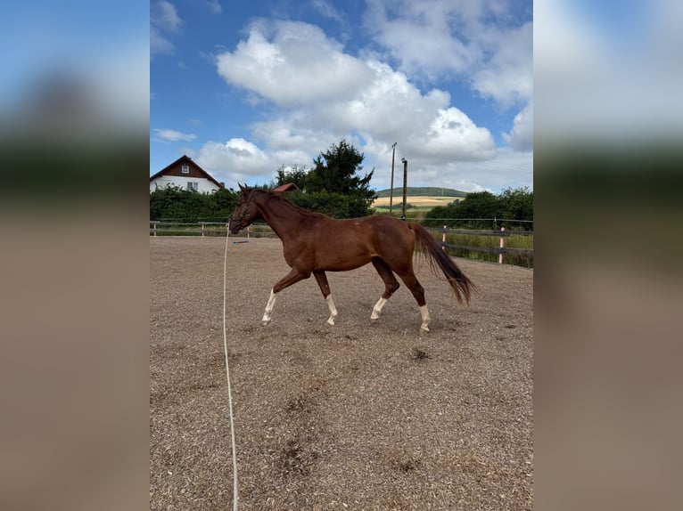 Westfaliano Castrone 3 Anni 165 cm Sauro in Trendelburg